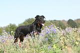 BEAUCERON 164